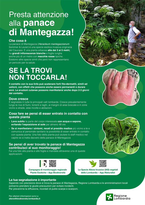 Allerta Ustioni causate dalla pianta Panace di Mantegazza